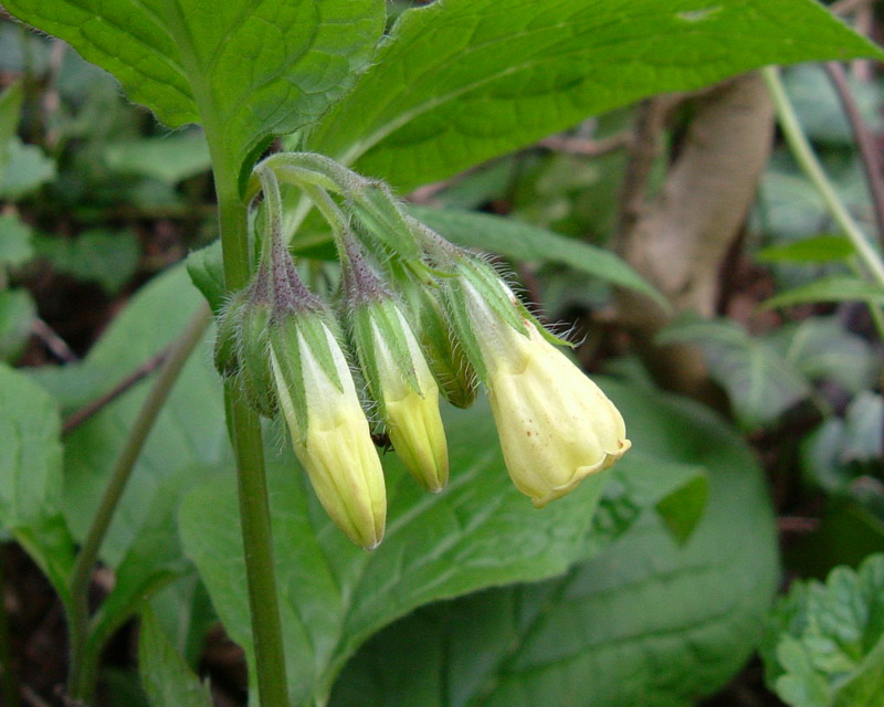 Colline Reggiane: Symphytum tuberosum L.